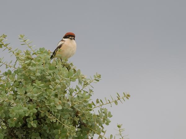 <h3><a href="/trips/extramadura/biota/animalia/chordata/aves/040 passeriformes/048 laniidae/lanius senator/lanius senator-nl.html">Lanius&nbsp;senator</a> / Woodchat&nbsp;shrike / Roodkopklauwier</h3>OM-1 Mark II met OLYMPUS M.150-400mm F4.5 TC, 1/2000 sec  bij F5.6, ISO 2500, afstand 76.6&nbsp;m
